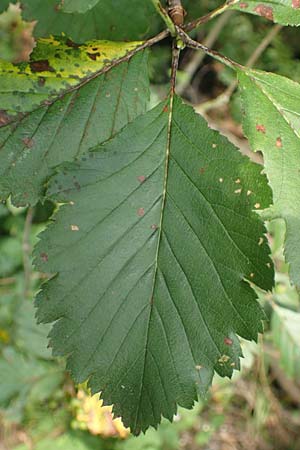 Sorbus austriaca \ sterreichische Mehlbeere / Austrian Whitebeam, D Jugenheim an der Bergstraße 22.7.2016