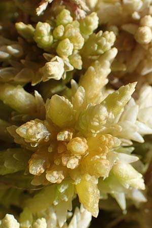 Sphagnum palustre \ Sumpf-Torfmoos / Prairie Sphagnum, D Olfen 19.8.2017