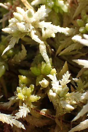 Sphagnum palustre \ Sumpf-Torfmoos / Prairie Sphagnum, D Olfen 19.8.2017