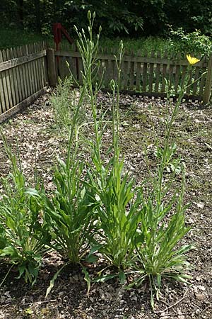 Scorzonera hispanica \ Garten-Schwarzwurzel, Spanische Schwarzwurzel, D Botan. Gar.  Universit.  Bochum 22.5.2018