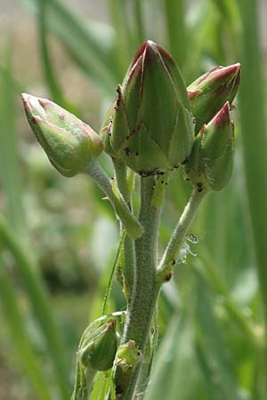 Scorzonera hispanica \ Garten-Schwarzwurzel, Spanische Schwarzwurzel / Spanish Viper's Grass, Black Salsify, D Botan. Gar.  Universit.  Bochum 22.5.2018