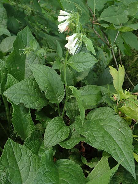 Symphytum x hidcotense \ Hidcote-Beinwell, D Teverener Heide 23.5.2018