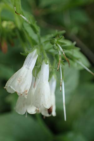 Symphytum x hidcotense \ Hidcote-Beinwell, D Teverener Heide 23.5.2018