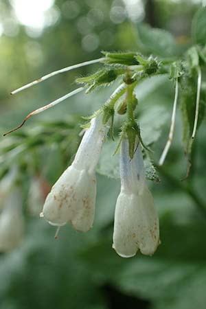 Symphytum x hidcotense / Hidcote Comfrey, D Teverener Heide 23.5.2018