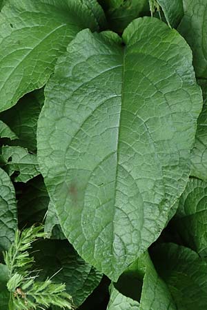 Symphytum x hidcotense \ Hidcote-Beinwell / Hidcote Comfrey, D Teverener Heide 23.5.2018