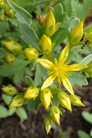 Sedum hybridum \ Sibirische Asienfetthenne / Mongolian Stonecrop, D Übach-Palenberg 13.6.2018