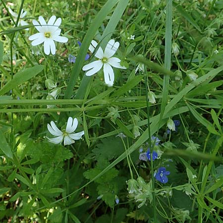 Stellaria holostea \ Groe Sternmiere / Greater Stitchwort, D St. Leon - Rot 17.5.2019