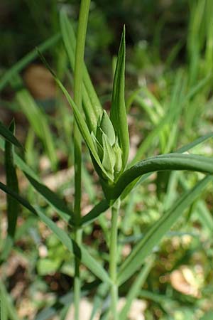 Stellaria holostea \ Groe Sternmiere / Greater Stitchwort, D Waghäusel-Wiesental 15.4.2020