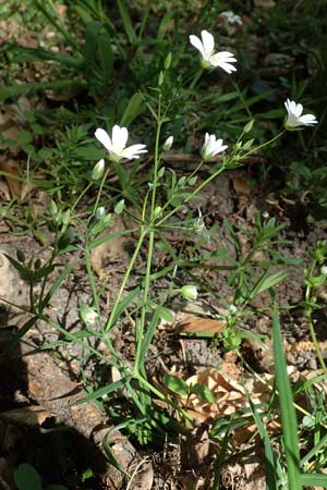 Stellaria holostea \ Groe Sternmiere, D Waghäusel-Wiesental 15.4.2020