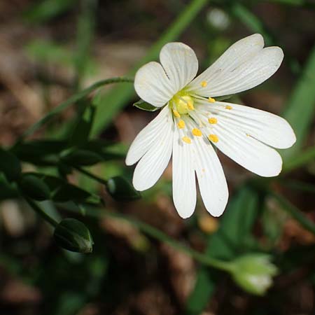 Stellaria holostea / Greater Stitchwort, D Waghäusel-Wiesental 15.4.2020