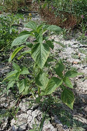 Salvia hispanica \ Mexikanische Chia / Chia Seeds, D Römerberg 30.8.2022