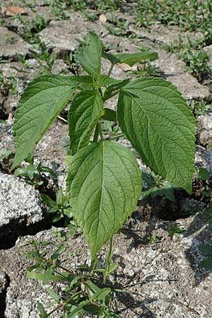 Salvia hispanica \ Mexikanische Chia / Chia Seeds, D Römerberg 30.8.2022
