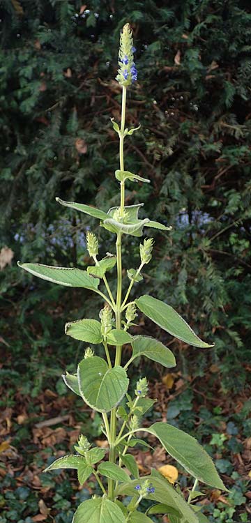 Salvia hispanica \ Mexikanische Chia / Chia Seeds, D Römerberg 3.12.2022
