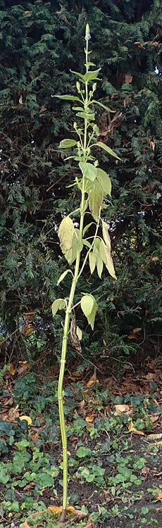Salvia hispanica \ Mexikanische Chia / Chia Seeds, D Römerberg 3.12.2022