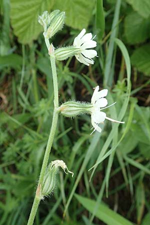 Silene dichotoma \ Gabel-Leimkraut / Forked Catchfly, D Freiburg-Tiengen 5.6.2018