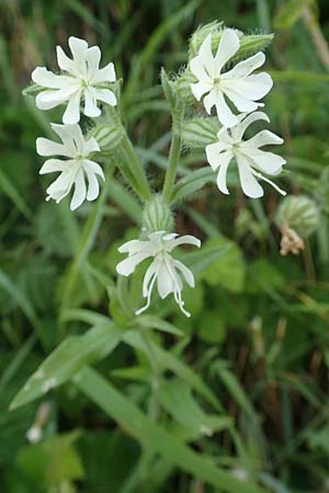 Silene dichotoma \ Gabel-Leimkraut / Forked Catchfly, D Freiburg-Tiengen 5.6.2018