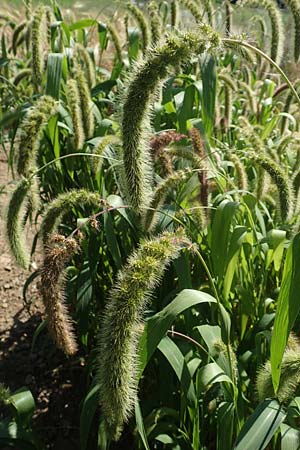 Setaria italica \ Kolbenhirse, Borstenhirse, D Stuttgart-Hohenheim 19.7.2018