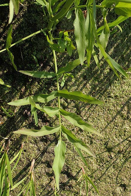 Sium latifolium \ Groer Merk, Breitblttriger Merk / Greater Water Parsnip, D Sachsen-Anhalt, Jerichow 22.9.2020