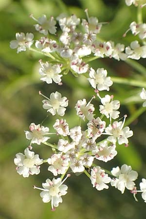 Sium latifolium \ Groer Merk, Breitblttriger Merk, D Sachsen-Anhalt, Jerichow 22.9.2020