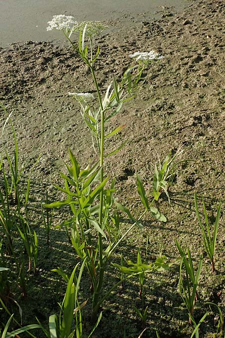 Sium latifolium \ Großer Merk, Breitblättriger Merk / Greater Water Parsnip, D Sachsen-Anhalt, Jerichow 22.9.2020