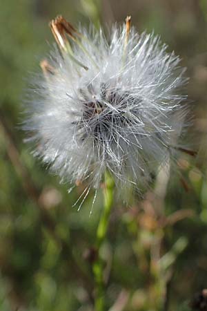 Senecio inaequidens \ Schmalblttriges Greiskraut / Narrow-Leaved Ragwort, D Ludwigshafen 11.10.2020