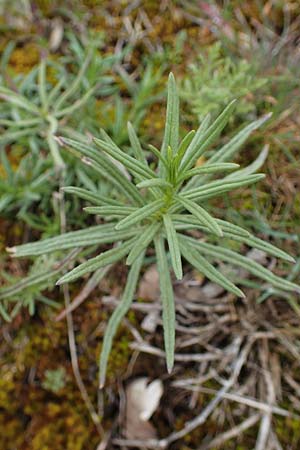 Senecio inaequidens \ Schmalblttriges Greiskraut / Narrow-Leaved Ragwort, D Hockenheim 5.4.2022