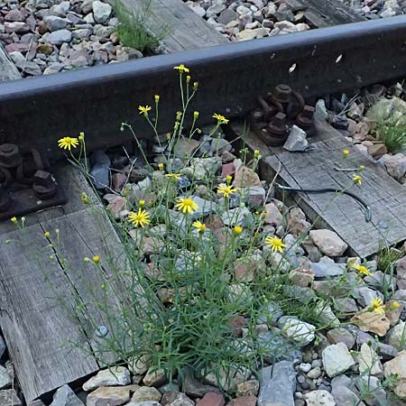 Senecio inaequidens \ Schmalblttriges Greiskraut / Narrow-Leaved Ragwort, D Mannheim 10.9.2023