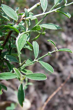 Cytisus scoparius / Scotch Broom, D Black-Forest, Gaggenau 7.7.2012