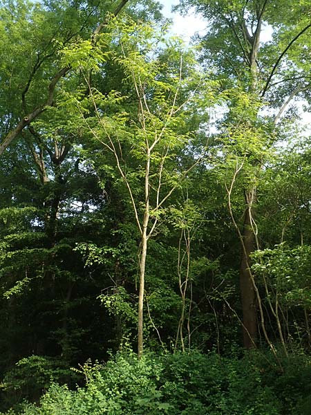 Aralia excelsa s.l. \ Hohe Aralie, D Mannheim 25.5.2016