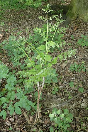 Aralia excelsa s.l. \ Hohe Aralie, D Mannheim 25.5.2016