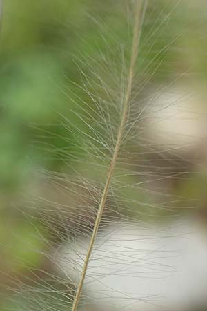 Stipa joannis \ Echtes Federgras, Grauscheidiges Federgras / Grey-Sheathed Feather-Grass, D Werbach 20.5.2017