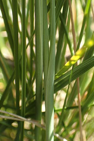 Stipa joannis \ Echtes Federgras, Grauscheidiges Federgras / Grey-Sheathed Feather-Grass, D Schwetzingen 15.5.2020