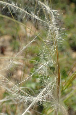 Stipa joannis / Grey-Sheathed Feather-Grass, D Schwetzingen 15.5.2020