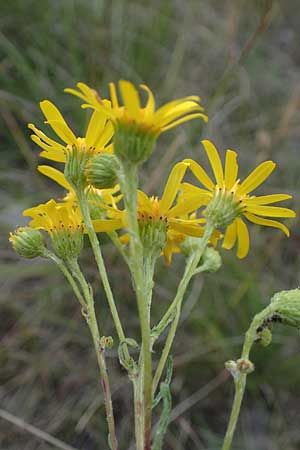 Senecio jacobaea \ Jakobs-Greiskraut, Jakobs-Kreuzkraut / Common Ragwort, D Sachsen-Anhalt, Könnern 17.6.2023