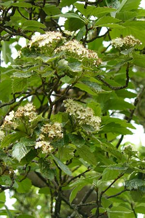 Sorbus koksensis \ Koks-Mehlbeere / Koks Whitebeam, D Külsheim 20.5.2017