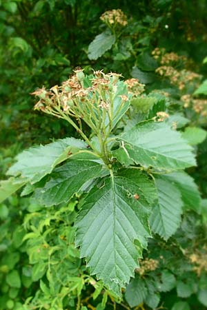 Sorbus koksensis \ Koks-Mehlbeere / Koks Whitebeam, D Külsheim 4.6.2016