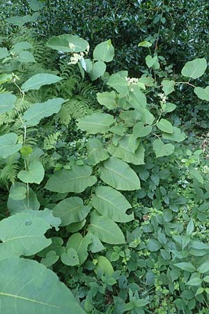 Fallopia sachalinensis \ Sachalin-Stauden-Knterich / Giant Knodweed, D Heidelberg 31.8.2016