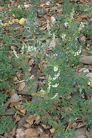 Melilotus albus \ Weier Steinklee, Weier Honigklee / White Melilot, D Weißenthurm-Kaltenengers 27.9.2017