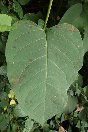 Fallopia sachalinensis \ Sachalin-Stauden-Knterich / Giant Knodweed, D Heidelberg 13.10.2017