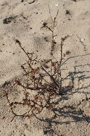 Salsola kali subsp. ruthenica \ Ukraine-Salzkraut / Russian Thistle, Glasswort, D Schwetzingen 25.3.2018