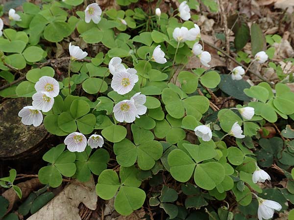 Oxalis acetosella \ Wald-Sauerklee, D Heidelberg 15.4.2018