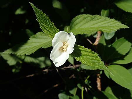 Rhodotypos scandens \ Schnee-Kerrie, D Frankfurt-Schwanheim 7.5.2018