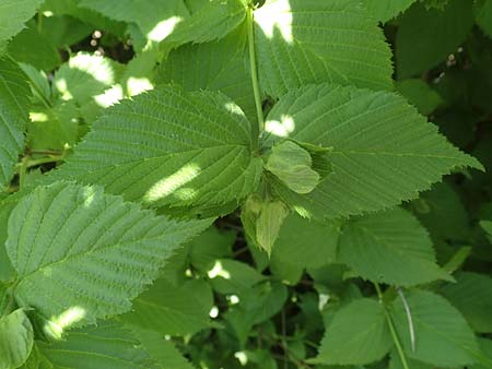 Rhodotypos scandens / Jetbead, D Frankfurt-Schwanheim 7.5.2018