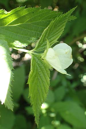 Rhodotypos scandens \ Schnee-Kerrie, D Frankfurt-Schwanheim 7.5.2018