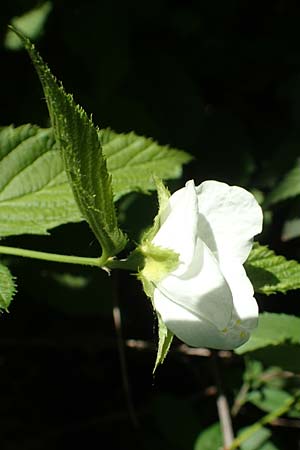 Rhodotypos scandens \ Schnee-Kerrie, D Frankfurt-Schwanheim 7.5.2018