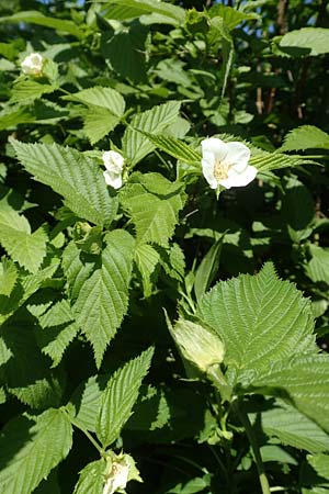 Rhodotypos scandens / Jetbead, D Frankfurt-Schwanheim 7.5.2018