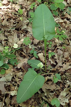 Bistorta officinalis \ Schlangen-Knterich / Common Bistort, D Gochsheim 17.5.2018