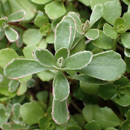 Sedum kamtschaticum \ Kamtschatka-Fetthenne / Kamchatka Stonecrop, D Aachen-Haaren 13.6.2018