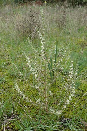 Salsola kali subsp. ruthenica \ Ukraine-Salzkraut / Russian Thistle, Glasswort, D Mannheim 11.10.2019