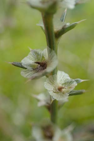 Salsola kali subsp. ruthenica \ Ukraine-Salzkraut, D Mannheim 11.10.2019